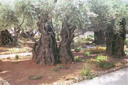 Olive Trees